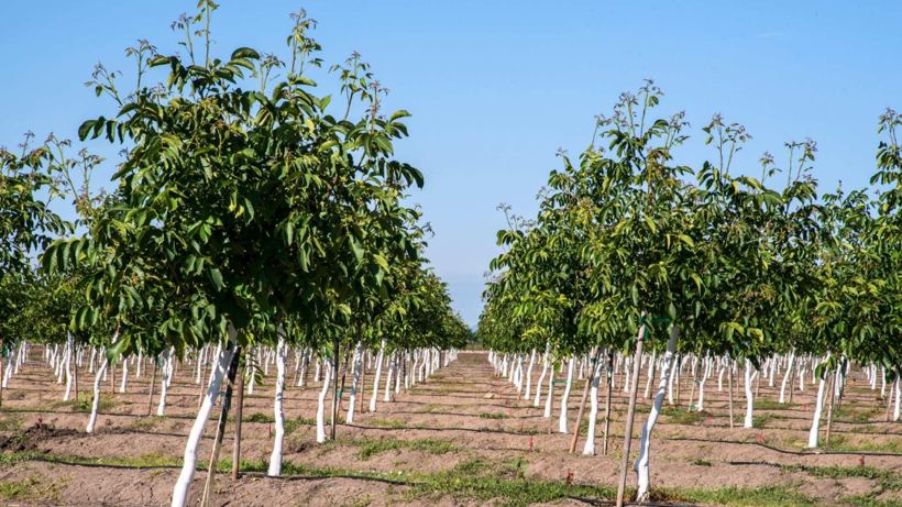 Sabrın Sonu Selamete Çıkıyor! Emekli İkramiyesi Gibi Getiri Sağlıyor: Diken Paraya Para Demiyor
