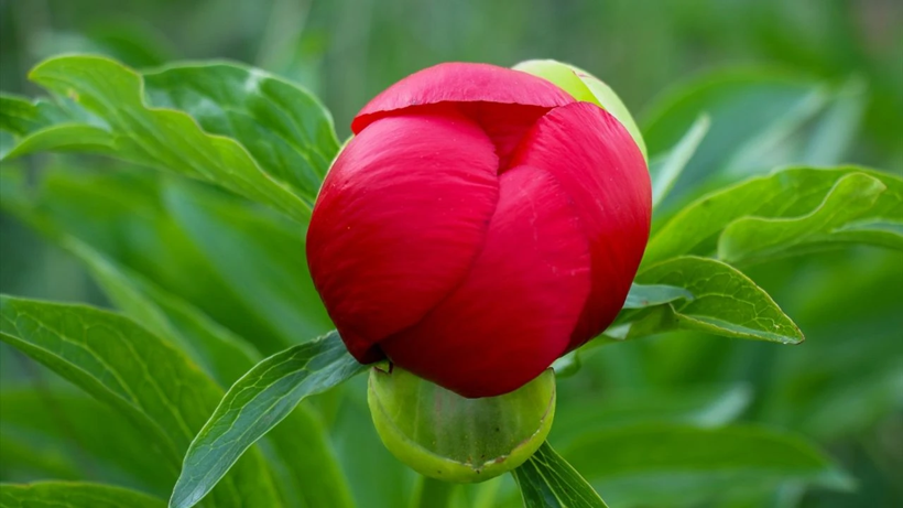 Ne Kaşıkçı Elması Ne Altın Madeni! Koleksiyonerler Peşine Düştü! Üretebilen Köşeyi Dönüyor