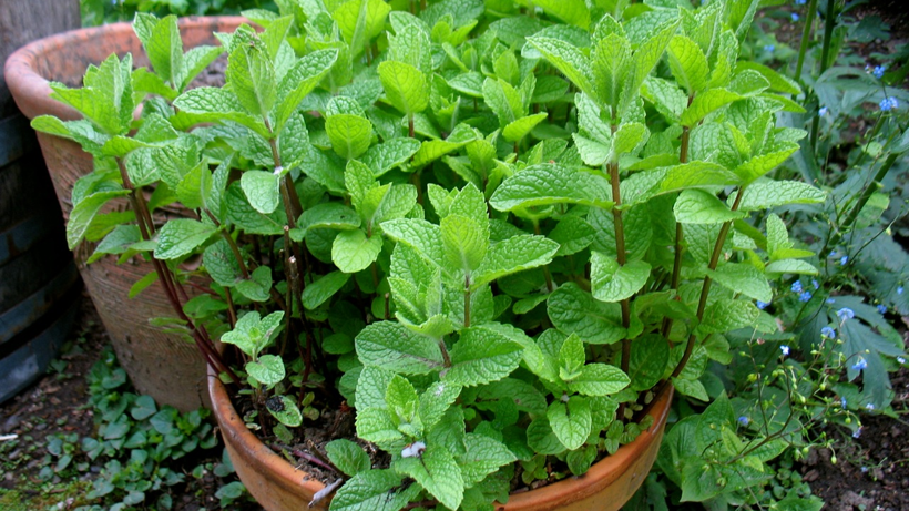 Saksıda Bile Yetişiyor, 4 Mevsim Hasat Ediliyor! Getirisi Bir Haneyi Doyuruyor