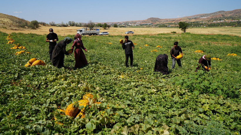 Zorlu Mesai Yüksek Verimle Taçlandı: Sıcakta Tek Tek Toplanıyor, Pazarda Kapış Kapış Satılıyor