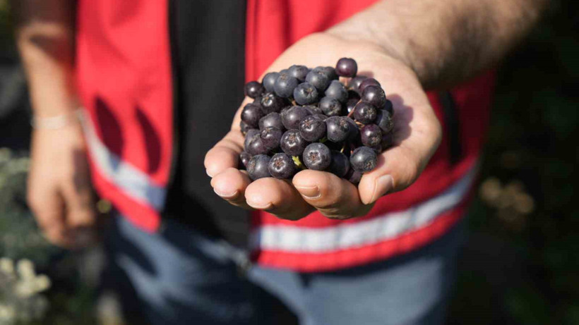 Süper Meyve Olarak Biliniyor! Karadeniz'de Hasadı Başladı