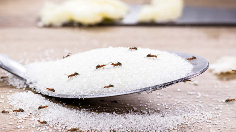 Ne Çöp Kovasında Ne Tezgahta Ne Parkede Gezecekler! Karıncalara Karşı Etkili Doğal Yöntem Belli Oldu