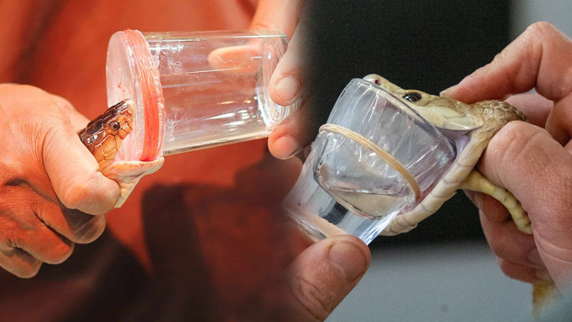 201 Tüp Yılan Zehri Ele Geçirildi! Piyasa Değeri Şoke Etti