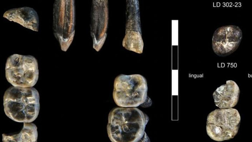 Afrika'da Ortaya Çıkarıldı: İnsan Atasına Ait Yeni Bir Tür Bulundu
