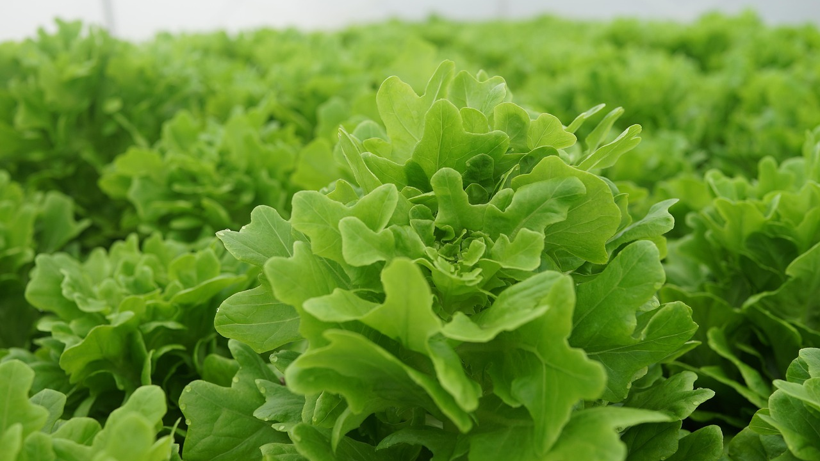 Çöpe Meğer Altın Atıyormuşuz! 1 Bardak Suda Yeniden Filizleniyor, 10 Günde Hasat Ediliyor