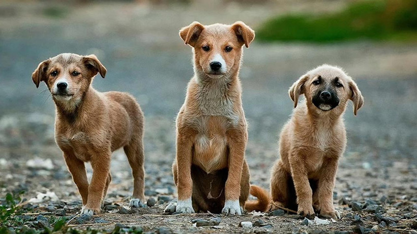 İstanbul Valiliği'nden Sokak Hayvanları İçin Talimat! Tüm Kaymakamlıklara Yazı Gönderildi