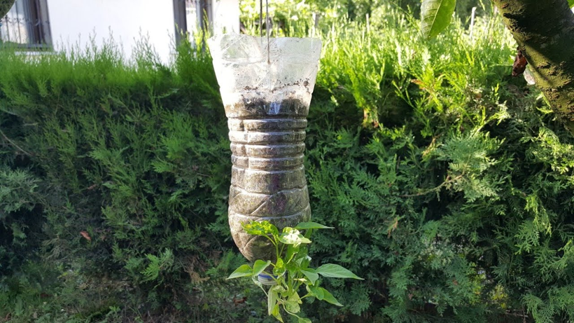 Pet Şişeyle Üretti, Hasat Üstüne Hasat Etti! Verim 2 Kat Arttı