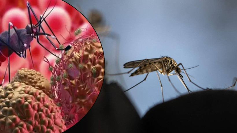 Batı Nil Virüsü ve Chikungunya İçin Salgın Uyarısı! 10 Yılda 3 Katına Çıktı, 10 Kişiden Biri Ölüyor