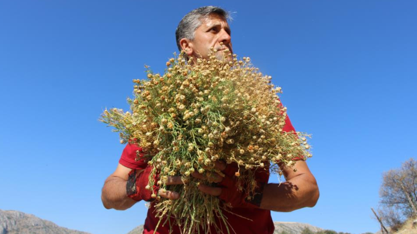 Yamaçlardan Tek Tek Elleriyle Bedavaya Topluyor! 1 Buketini 100 Liradan Satıyor, Paraya Para Demiyor