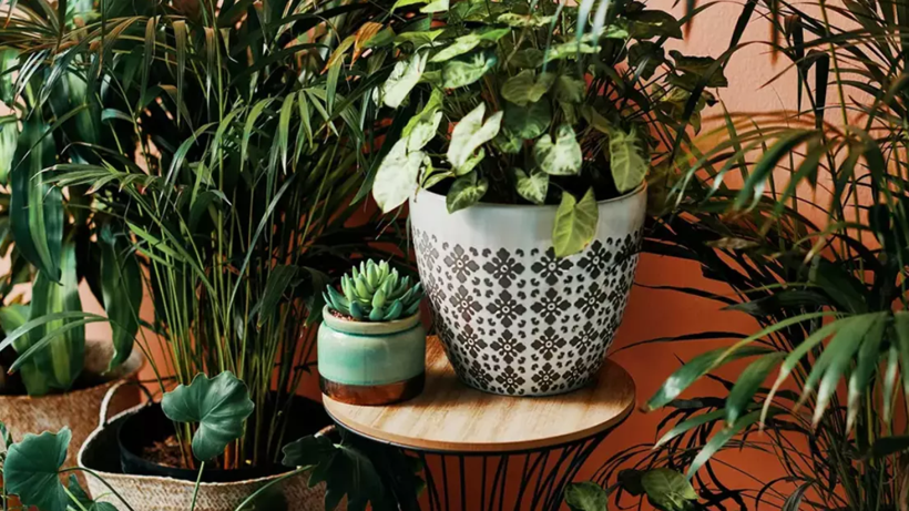 Her Evde Bulunuyor Ama Evcil Hayvanların Hayatıyla Oynuyor! Bu 10 Bitkiye Bakmadan Önce 2 Kez Düşünün