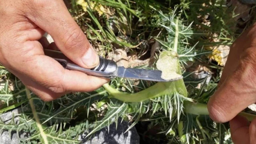 Bedava Toplanıyor, 10 Bin TL'ye Satılıyor! Kökünden Süt Fışkırıyor, Bulanı Zengin Ediyor