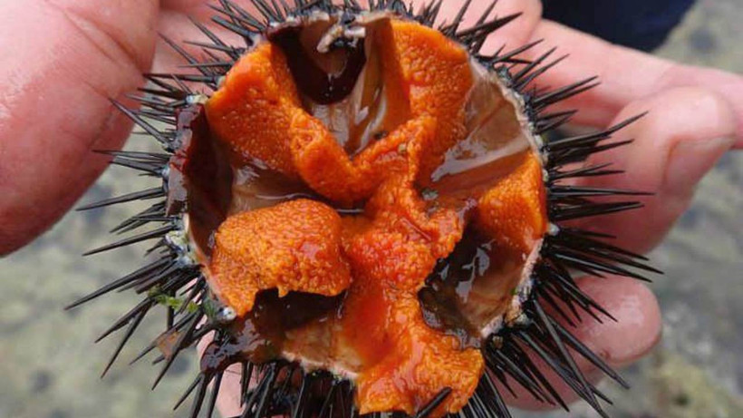 Denizcilerin Korkulu Rüyasıydı: Zehirli İstilacı Tür Yok Olmaya Başladı