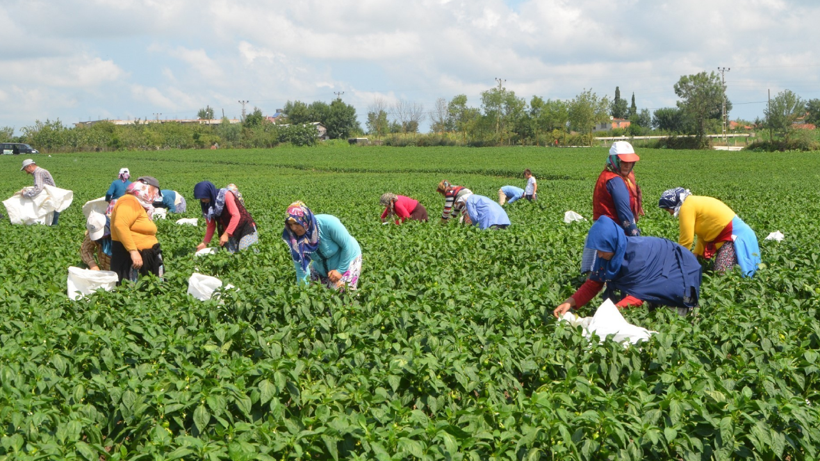 Yaz-Kış 6 Kez Hasat Ediliyor, Eken Köşeyi Dönüyor! Sadece O İlçede Verimi Rekor Kırıyor