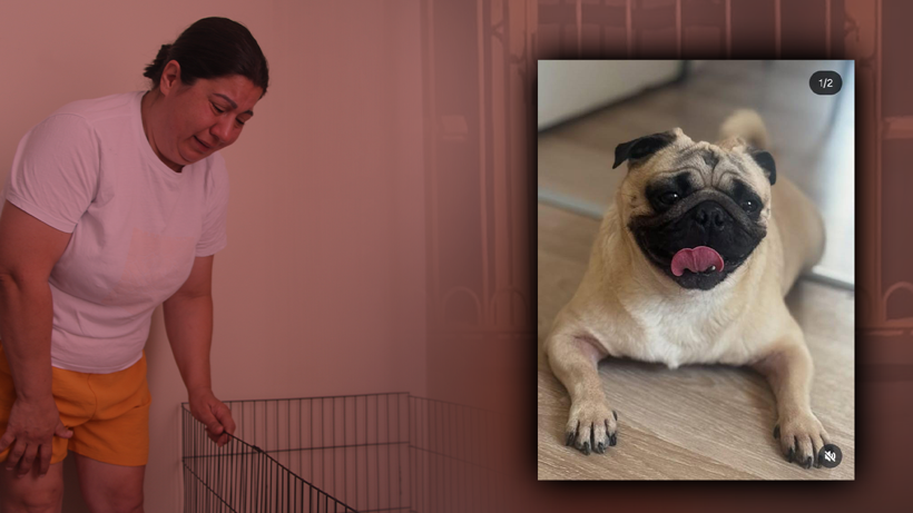 Pet Otele Emanet Ettikleri Dostlarını Kaybeden Çiftten Korkunç İddia! Alf’e Ne Oldu? İhmal mi? Kalp Krizi mi?