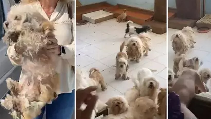 Aynı eve 3. baskın: Bu kadın, köpeklere kâbus yaşatıyor!