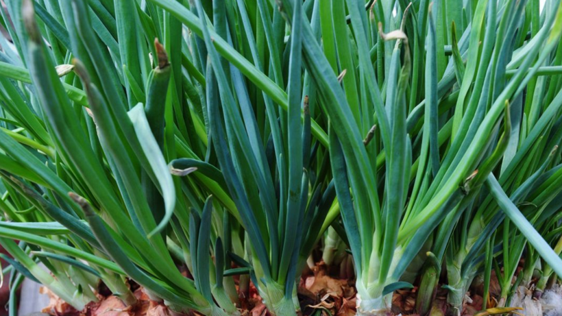 Hiç Bitmeyen Hasat Başlasın! Ne Saksı Ne Toprak İstiyor, Yıl Boyunca Sofradan Eksik Olmuyor