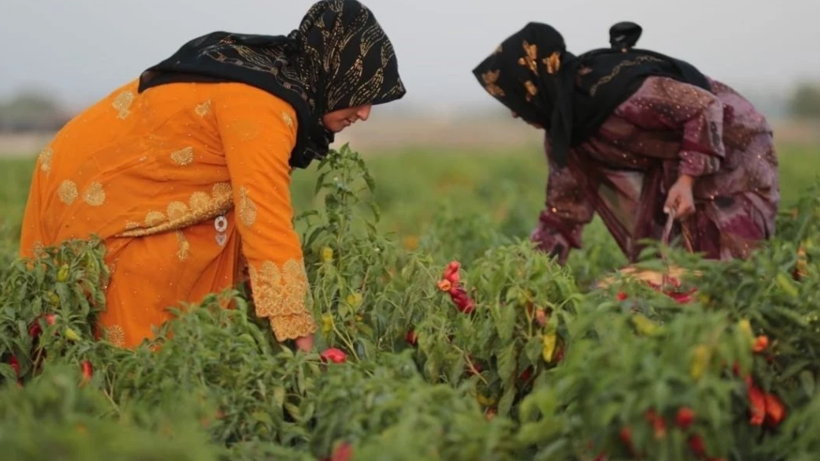 Kırmızı Altında Hasat Başladı! Kilosu 400 Liradan Satışa Çıktı