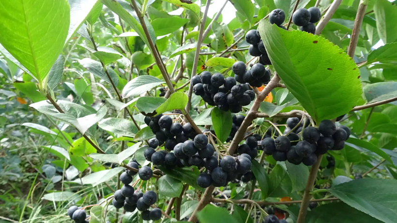 'Süper Meyve' Olarak Biliniyor: 12 İlçede Birden Hasadı Başladı! Üreticinin Yüzü Gülüyor