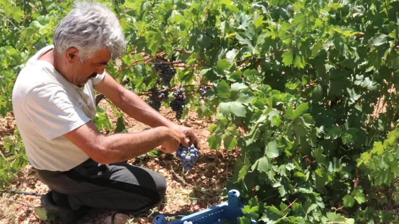 Vadi'de Bereketli Sezon Başladı: Yılda 5 Kez Hasat Edilebiliyor! Yabancılar Sıraya Giriyor, Kapış Kapış Alıyor
