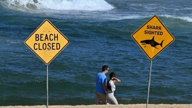 Sidney Sahilinde 1963'ten Beri İkinci Köpek Balığı Saldırısı! Bir Sörfçü Hayatını Kaybetti