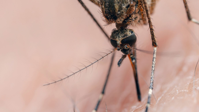 Sivrisineklerin Taşıdığı Tehlikeli Virüs Dünya Genelinde Yayılıyor