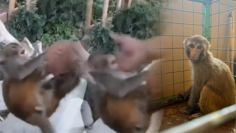 Yavru Maymuna İşkencenin Cezası Yalnızca Para... Vicdan Sızlatan Karar