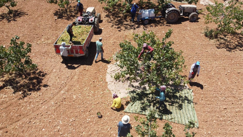 Tarlasına Eken Hasada Doymuyor, Paraya Para Demiyor! Yüzde 500 Zamlandı, Kilosu 700 Liraya Çıktı