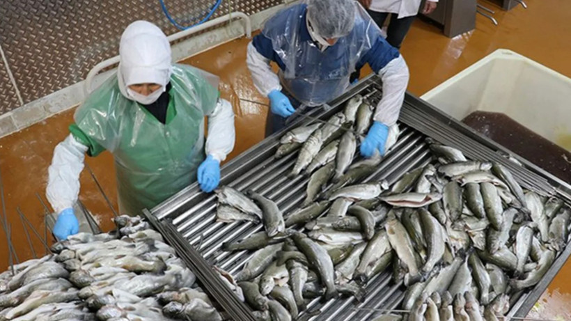 Türk Balıkçılığı Kanada Sularında Yeniden Özgür