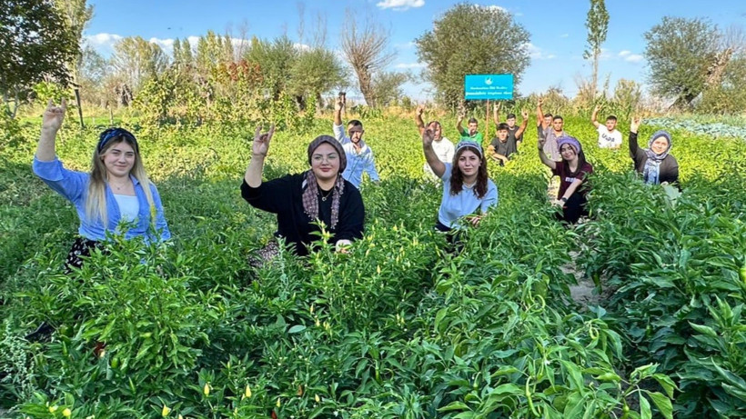 Yüzde Yüz Yerli Tohumla İlk Hasat