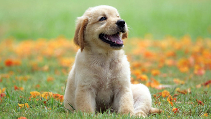 İtalya'da Turistlerin Köpekleri İçin Flaş Karar! Vergi Ödeyecekler