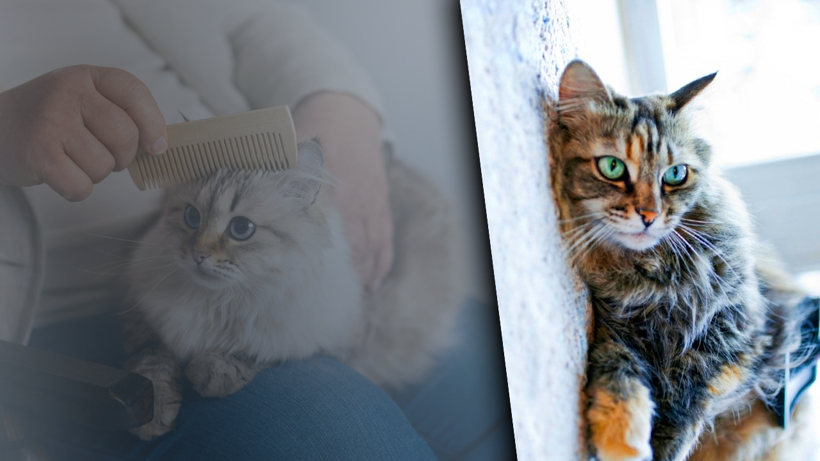 Kedi Tüyleri Akciğere Yerleşir mi? Yanlış Bilinen Gerçek Ortaya Çıktı