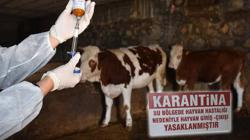 O İlimizde Şap Alarmı! Hayvan Ticaretinin Merkezi Karantinaya Alındı