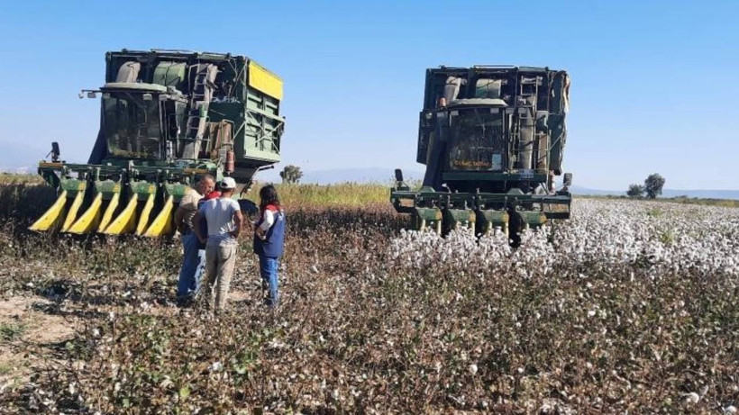 Aydın’da Pamuk Toplama Fiyatı Belli Oldu
