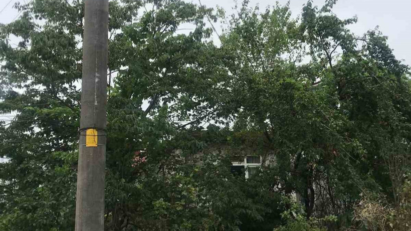 Zonguldak'ta Ağaçların İçinde 'Elektrik Teli' Tehlikesi! Bir Mahalle Endişeli