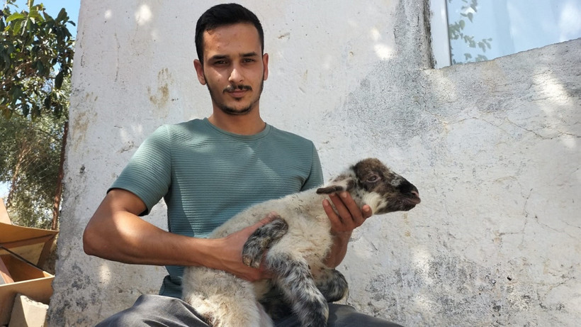 Manavgat’ta Şaşırtan Doğum! 'İlk Defa Görüyorum'