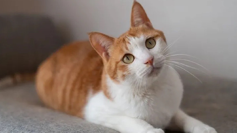 Bu Koku Kedilerin Kabusu! Sebebini Duyunca Çok Şaşıracaksınız