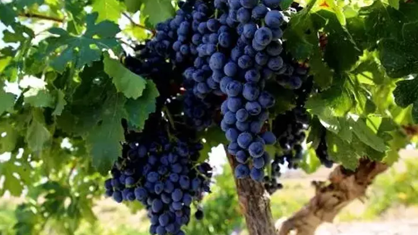 Çorum'un Özel Lezzeti Tescillendi