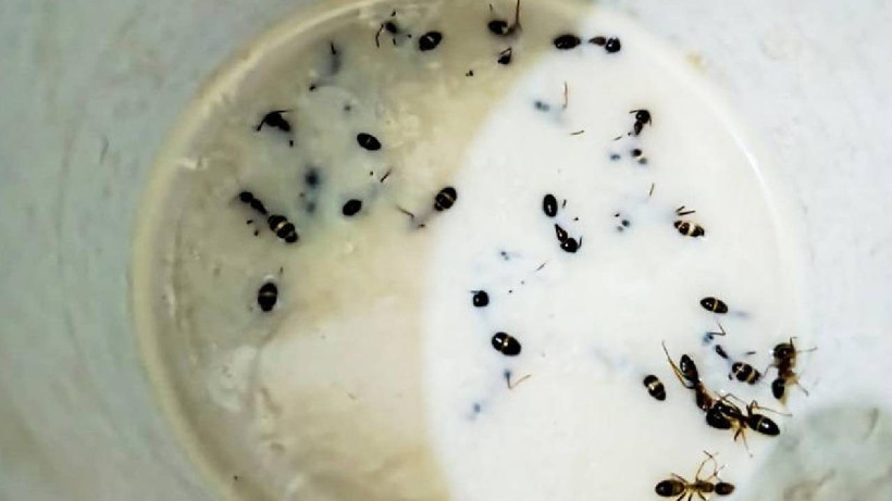 Michelin Yıldızlı Restoranda Akılalmaz Lezzet: Karıncalı Yoğurt Tarifi Herkesi Şoke Etti