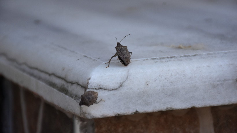 Trabzon'un 9 İlçesini Sardı! Kahverengi Kokarca İçin İlaçlama Yapıldı
