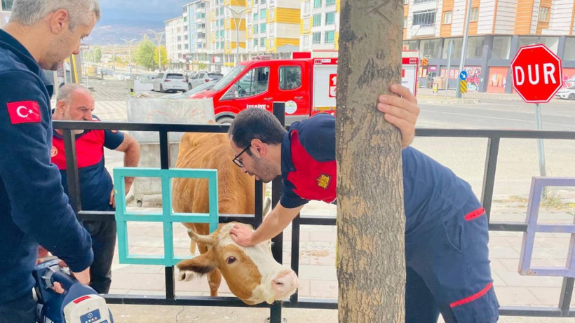 Bingöl’de Demir Korkuluklara Sıkışan İnek Kurtarıldı