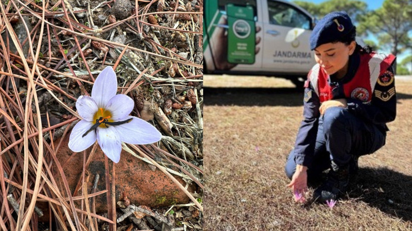 Bu Çiçeği Koparan Yandı! 557 Bin TL Cezası Var