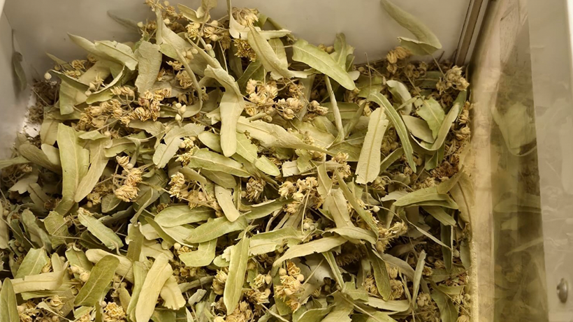 Kışın Gizli Şifası! Öksürüğü Geçiriyor, Sütle Kaynatmak Yeterli