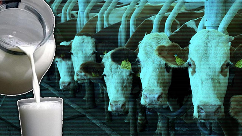 Süt Fiyatlarına Dev Zam Geliyor: Kesimler Rekor Kırdı! Market Rafları Alev Alacak