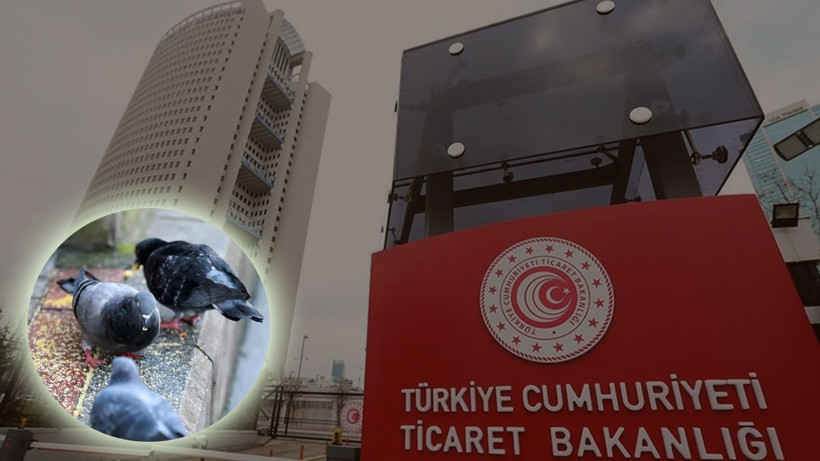 Gümrükte 'Cancan' Operasyonu: 85 Güvercin Kurtarıldı