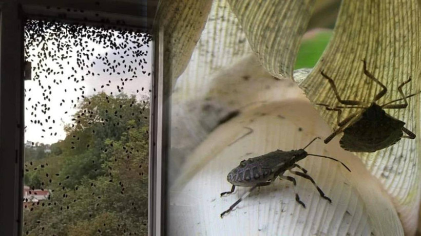 Karadeniz'i Saran Kabus İçin Endişelendiren Açıklama: 'Yok Etme Şansımız Yok'