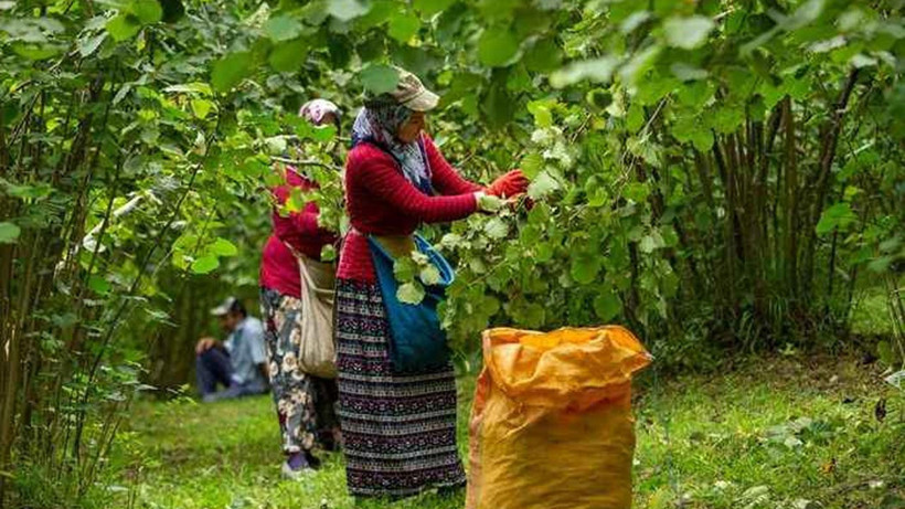 Fındıkta Tehlike Çanları: Türkiye’nin Payı Eriyor