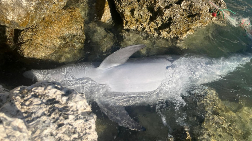 İzmir'de Üzücü Manzara... Balıkçı Ağına Takılan Yunus, Karaya Vurdu