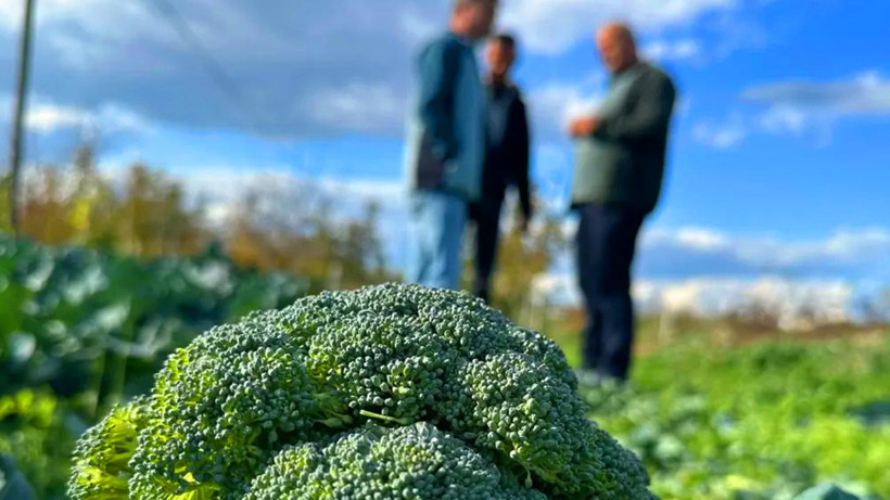 Tarlada 5, Pazarda 70 Lira! 14 Katlık Fiyat Farkı Çiftçiyi Üzdü