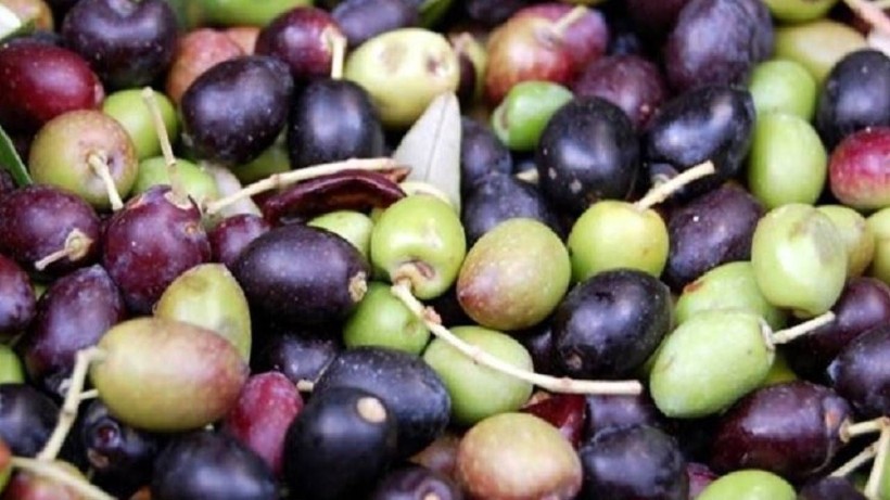 Yeşil Zeytin ile Siyah Zeytin Arasındaki Fark Ortaya Çıktı: Duyunca Hep Bu Zeytini Yiyeceksiniz - Resim: 1