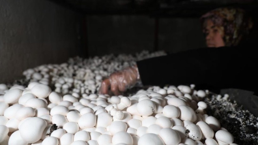 Evinin Boş Odasında Üretimine Başladı: 2 Ayda 400 Kilo Hasat Etti! Kilosu 160 Liradan Başlıyor, Faydası Saymakla Bitmiyor - Resim: 2